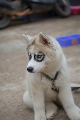 White Siberian Husky puppy