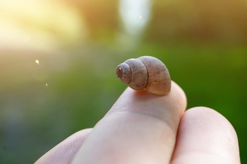 little snail on the ground in the nature