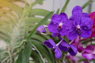 Fototapeta premium Purple orchids flower