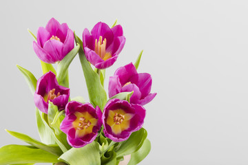 Tulips bouquet