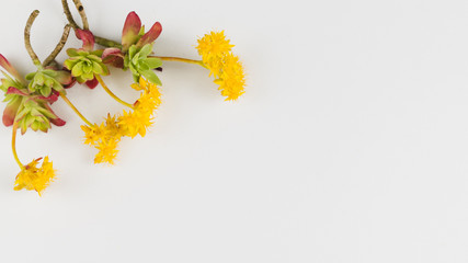 Top view flowers with copy space