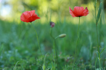 Deux coquelicots dans l'herbe avec un fond lumineux