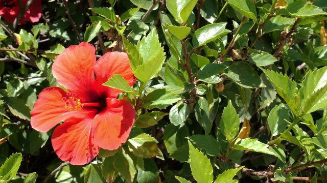 A red flower of the Malvaceae plant in Spain in the Valencia region at a hedge of a garden. A big calyx in the sunshine.