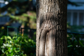 Obraz premium Tree Body, Ecology Concept