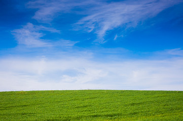 beautiful rural countryside, wheat field