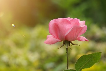 pink flower plant in the garden in the nature