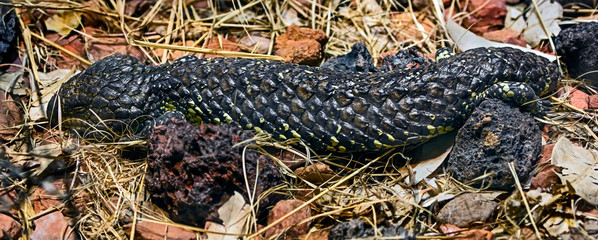 Short-tailed skink on the ground in its enclosure. Latin name - Tiliqua rugosa