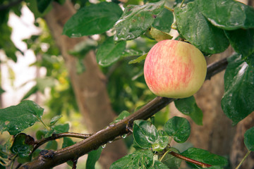 Large ripe apple on a tree branch in an orchard.