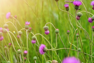 pink flower plant in the garden in the nature