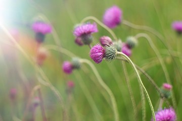 pink flower plant in the garden in the nature