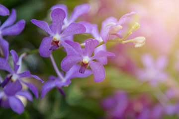 Purple orchids flower