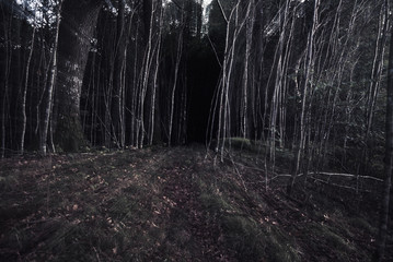 Horror wood 2