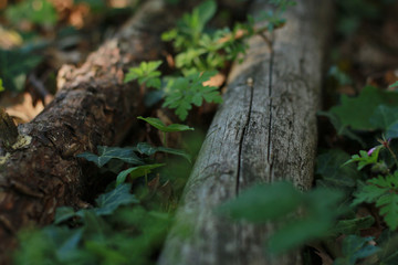 Two logs seen in perspective of wood on the ground in a forest with rays of sun.