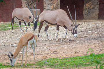 Gemsbok antelope (Oryx gazella) deer