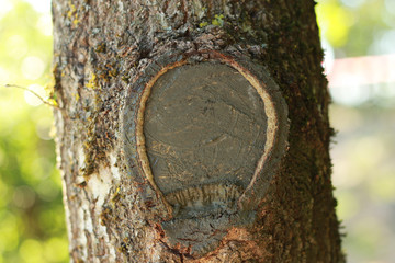 Tree knot with bright background