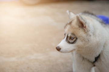 White Siberian Husky puppy