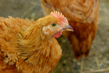 beautiful chicken in the courtyard of a village house or on the farm