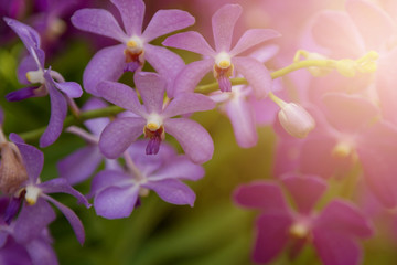 Naklejka na ściany i meble Purple orchids flower
