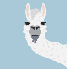 Happy head llama Vector Illustration © focus_bell