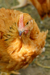 beautiful chicken in the courtyard of a village house or on the farm