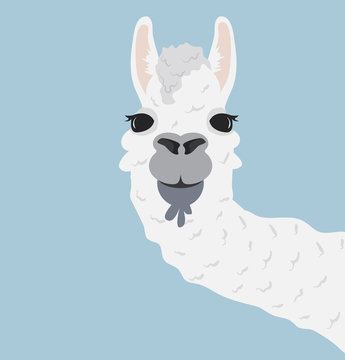 Happy head llama Vector Illustration