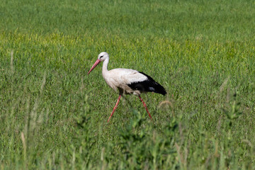 Storch läuft über eine Wiese