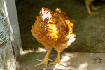 beautiful chicken in the courtyard of a village house or on the farm
