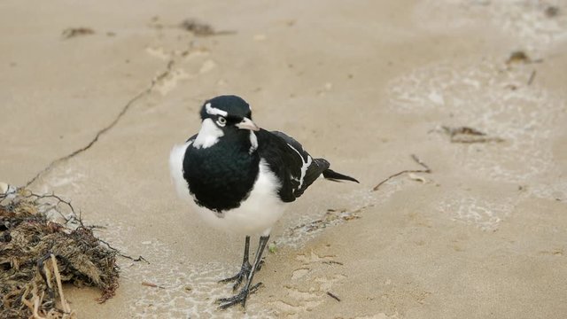 Mudlark inspecting the beach for food in the sand. SLOW MOTION.