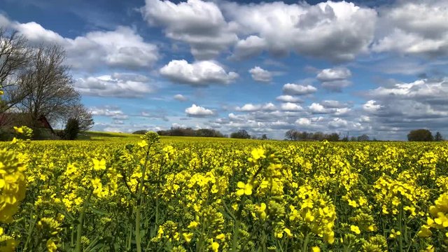 Beautiful Wide Shot of a Yellow Rapefield in Springtime in South Sweden Sk&aring;ne &Ouml;stra Vemmerl&ouml;v