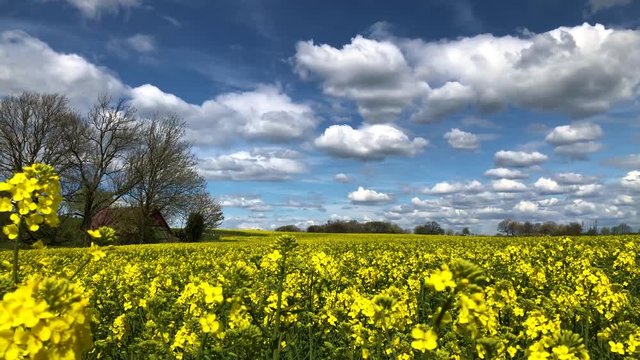 Beautiful Handheld Wide Shot of a Yellow Rapefield in South Sweden Sk&aring;ne in &Ouml;stra Vemmerl&ouml;v With Trees and a Barn in the Background