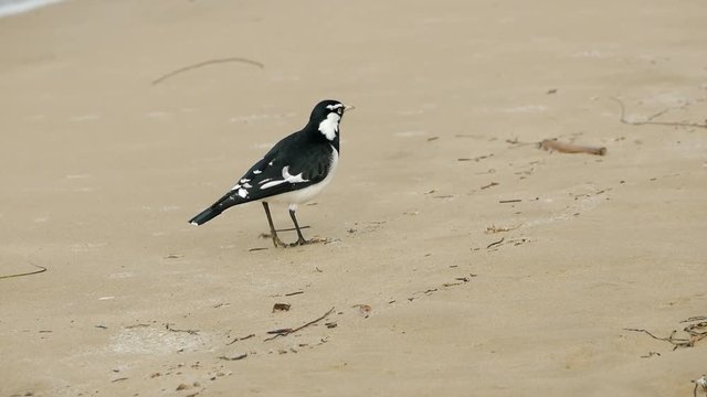 Magpie-Lark inspecting the beach for insects in the sand. SLOW MOTION.