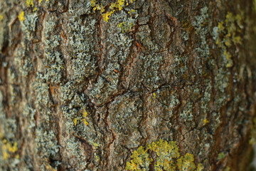Tree texture with yellow lichen