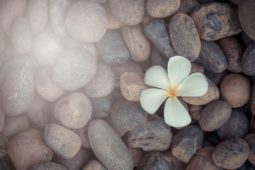 Fototapeta na wymiar White yellow flower plumeria or frangipani on dark pebble rock