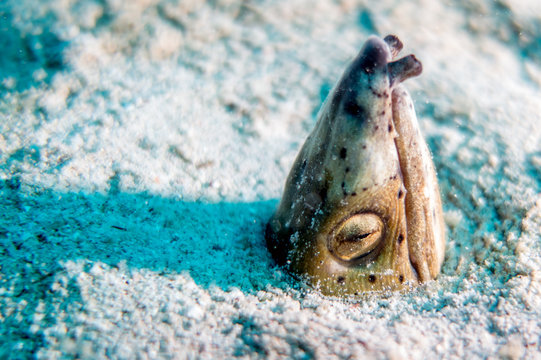 Black Finned Snake-Eel  Ophichthus altipennis