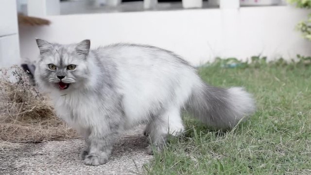 White long hair Persian Chinchilla adult female cat breathing heavily and jumping hunting insects in the yard
