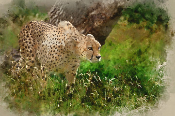 Digital watercolor painting of Cheetah Acinonyx Jubatus Big Cat