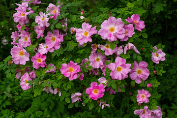 Pink garden dogrose with many large pink flowers and green leaves in the garden on a summer day.