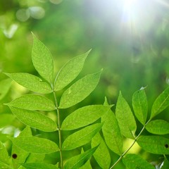 green tree leaves and branches in the natrue, green background