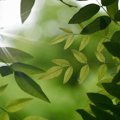 green tree leaves and branches in the natrue, green background