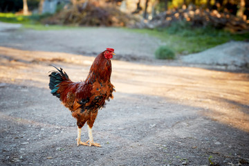 Red rooster standing on the road at a rural field