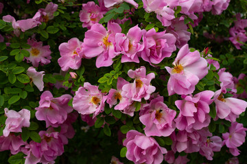 Pink garden dogrose with many large pink flowers and green leaves in the garden on a summer day.