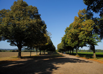 Length tree avenue in autumn