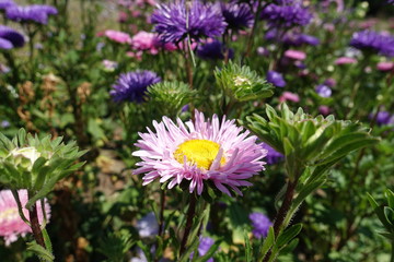 Big pink flower head of China aster