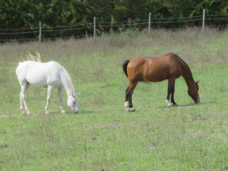 Fototapeta premium Cavallo