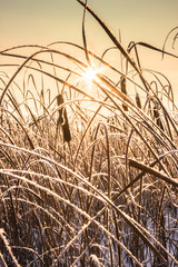 Fototapeta premium winters sunset