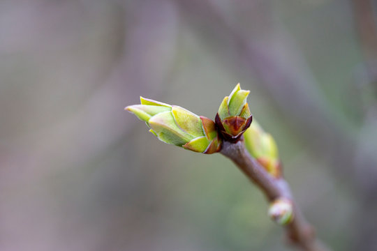 Bourgeons de cerisier