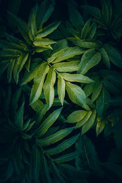 green plant leaves textured in the garden in the nature, green background