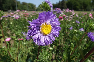 Close view of violet flower head of China aster