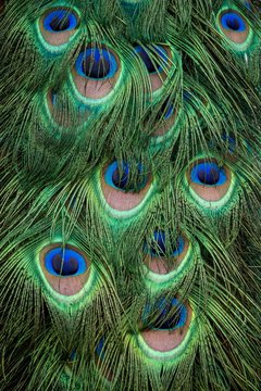 A closeup image of a male peacock’s colorful feathers