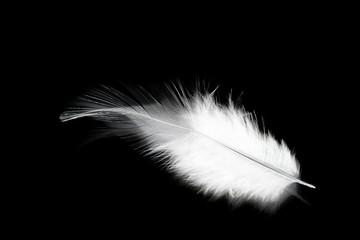 Black feather isolated on white